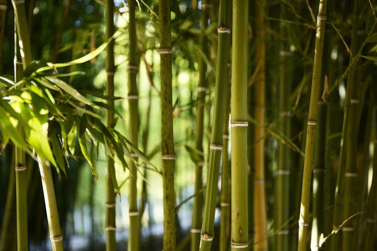 tanaman tidak boleh ditanam didepan rumah bambu
